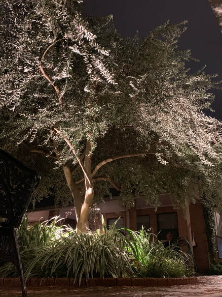 An olive tree and foliage lit from below at night on the church grounds.