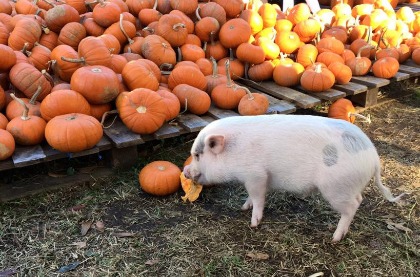 A pig eating a pumpkin, in front of pallets full of hundreds of other pumpkins.